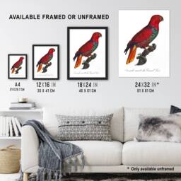 "Artery8 The Eclectus Parrot Francois Levaillant Framed Wall Art Print in White - Size: W12"" x H16""" - thumbnail 3