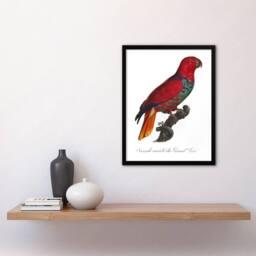 "Artery8 The Eclectus Parrot Francois Levaillant Framed Wall Art Print in White - Size: W12"" x H16""" - thumbnail 4
