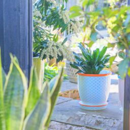 Nicola Spring Hand-Printed Plant Pot with Saucer - 20.5cm in Blue - thumbnail 5