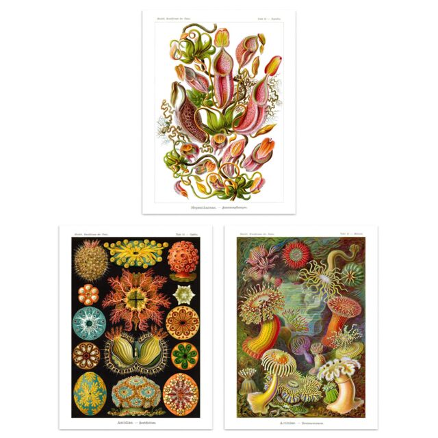 Artery8 Wall Art Print Set of 3 Haeckel Colourful Vintage s Nepenthaceae Actiniae Ascidiae Plant Anemone Study Living Room Poster s Pack - image 1