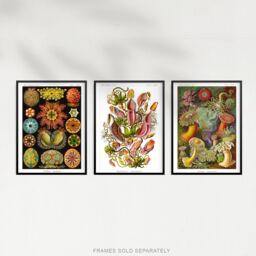 Artery8 Wall Art Print Set of 3 Haeckel Colourful Vintage s Nepenthaceae Actiniae Ascidiae Plant Anemone Study Living Room Poster s Pack - thumbnail 5