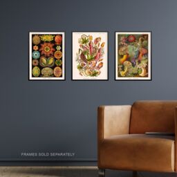 Artery8 Wall Art Print Set of 3 Haeckel Colourful Vintage s Nepenthaceae Actiniae Ascidiae Plant Anemone Study Living Room Poster s Pack - thumbnail 2