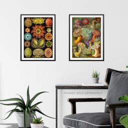 Artery8 Wall Art Print Set of 3 Haeckel Colourful Vintage s Nepenthaceae Actiniae Ascidiae Plant Anemone Study Living Room Poster s Pack - thumbnail 6