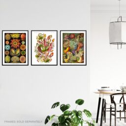 Artery8 Wall Art Print Set of 3 Haeckel Colourful Vintage s Nepenthaceae Actiniae Ascidiae Plant Anemone Study Living Room Poster s Pack - thumbnail 3