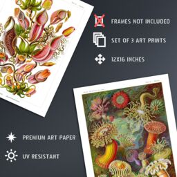 Artery8 Wall Art Print Set of 3 Haeckel Colourful Vintage s Nepenthaceae Actiniae Ascidiae Plant Anemone Study Living Room Poster s Pack - thumbnail 4