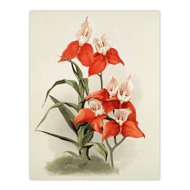 "Artery8 Frederick Sander Disa Grandiflora Orchid Flowers Wall Art Print - Size: W12"" x H16""" - image 1