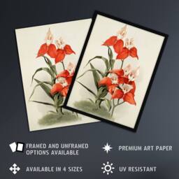 "Artery8 Frederick Sander Disa Grandiflora Orchid Flowers Wall Art Print - Size: W12"" x H16""" - thumbnail 2