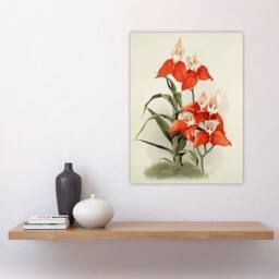 "Artery8 Frederick Sander Disa Grandiflora Orchid Flowers Wall Art Print - Size: W12"" x H16""" - thumbnail 4