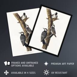 "Artery8 Red Cockaded Woodpecker Audubon Nature Wall Art Print Poster in White - Size: W12"" x H16""" - thumbnail 2