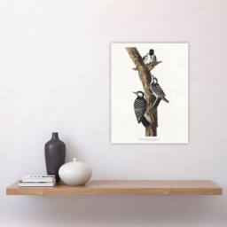 "Artery8 Red Cockaded Woodpecker Audubon Nature Wall Art Print Poster in White - Size: W12"" x H16""" - thumbnail 4