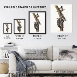 "Artery8 Red Cockaded Woodpecker Audubon Nature Wall Art Print Poster in White - Size: W12"" x H16""" - thumbnail 3