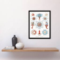 Artery8 Ernst Haeckel Framed Wall Art Siphonophorae Marine Life Illustration in White - Size: A4 - thumbnail 2