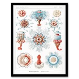 Artery8 Ernst Haeckel Framed Wall Art Siphonophorae Marine Life Illustration in White - Size: A4 - thumbnail 1