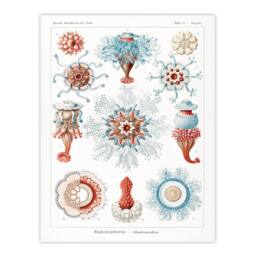 Artery8 Ernst Haeckel Framed Wall Art Siphonophorae Marine Life Illustration in White - Size: A4 - thumbnail 3