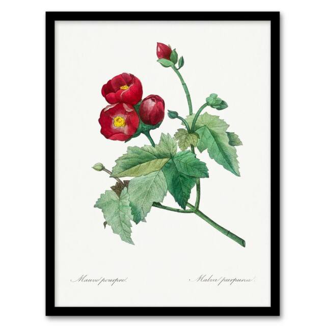 Artery8 Pierre Joseph Redoute Framed Wall Art Callirhoe Poppy Mallow Flower in White - Size: A4 - image 1