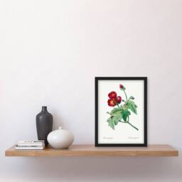 Artery8 Pierre Joseph Redoute Framed Wall Art Callirhoe Poppy Mallow Flower in White - Size: A4 - thumbnail 2