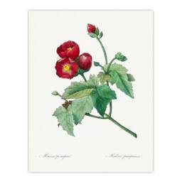 Artery8 Pierre Joseph Redoute Framed Wall Art Callirhoe Poppy Mallow Flower in White - Size: A4 - thumbnail 3