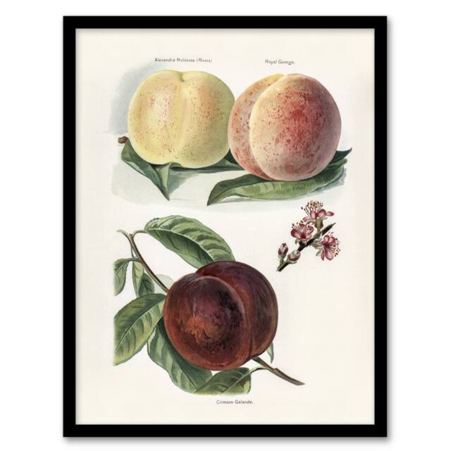 "Artery8 Vintage Illustration of Peach Varieties Wright Framed Wall Art Print in White - Size: W12"" x H16""" - image 1