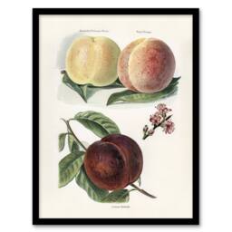 "Artery8 Vintage Illustration of Peach Varieties Wright Framed Wall Art Print in White - Size: W12"" x H16""" - thumbnail 1