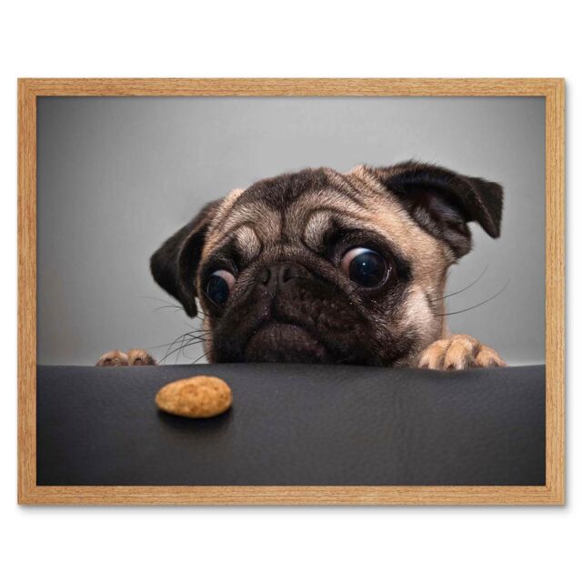 "Artery8 Wall Art Print Animal Portrait Protograph Cute Pug Funny Pet Dog Looking at Bisquit Treat Picture Art Framed in Light Oak - Size: W12"" x H16""" - image 1