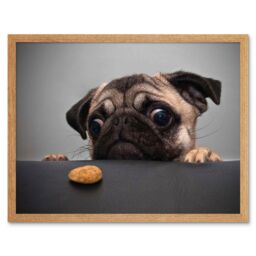 "Artery8 Wall Art Print Animal Portrait Protograph Cute Pug Funny Pet Dog Looking at Bisquit Treat Picture Art Framed in Light Oak - Size: W12"" x H16""" - thumbnail 1