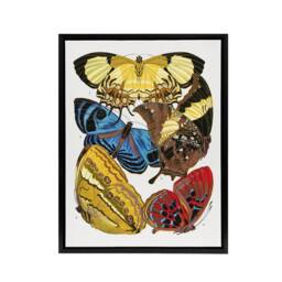 "Artery8 Vintage Butterflies Yellow Red Blue Framed Canvas Wall Art Print Seguy - Size: W12"" x H16""" - thumbnail 1