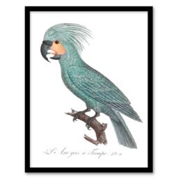 Artery8 Francois Levaillant Framed Wall Art Print The Palm Cockatoo Parrot in White - Size: A4 - thumbnail 1