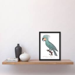Artery8 Francois Levaillant Framed Wall Art Print The Palm Cockatoo Parrot in White - Size: A4 - thumbnail 2