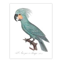 Artery8 Francois Levaillant Framed Wall Art Print The Palm Cockatoo Parrot in White - Size: A4 - thumbnail 3