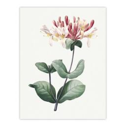"Artery8 Honeysuckle Botanical Redoute Vintage Wall Art Print Poster in White - Size: W12"" x H16""" - thumbnail 1