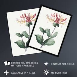 "Artery8 Honeysuckle Botanical Redoute Vintage Wall Art Print Poster in White - Size: W12"" x H16""" - thumbnail 2