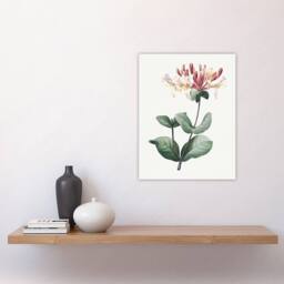 "Artery8 Honeysuckle Botanical Redoute Vintage Wall Art Print Poster in White - Size: W12"" x H16""" - thumbnail 4