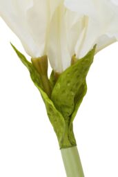 Orsina Fiori Amaryllis Stem - 72cm Ivory, Graceful Faux Flower With Soft Ivory Petals & Realistic Finish, Adds in White - thumbnail 5