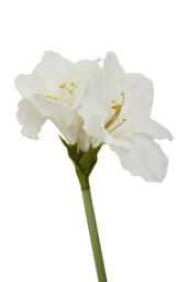 Orsina Fiori Amaryllis Stem - 72cm Ivory, Graceful Faux Flower With Soft Ivory Petals & Realistic Finish, Adds in White - thumbnail 4