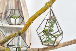 KDMD Glass Terrarium - Large Pentagon in Brown - thumbnail 3