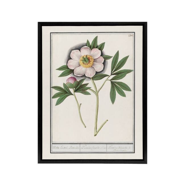 "Artery8 Blooming Peony Flower Anselmus de Boodt Framed Canvas Wall Art Print in White - Size: W12"" x H16""" - image 1