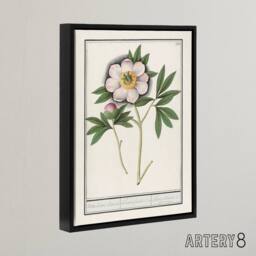 "Artery8 Blooming Peony Flower Anselmus de Boodt Framed Canvas Wall Art Print in White - Size: W12"" x H16""" - thumbnail 2