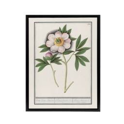 "Artery8 Blooming Peony Flower Anselmus de Boodt Framed Canvas Wall Art Print in White - Size: W12"" x H16""" - thumbnail 1