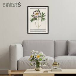 "Artery8 Blooming Peony Flower Anselmus de Boodt Framed Canvas Wall Art Print in White - Size: W12"" x H16""" - thumbnail 3