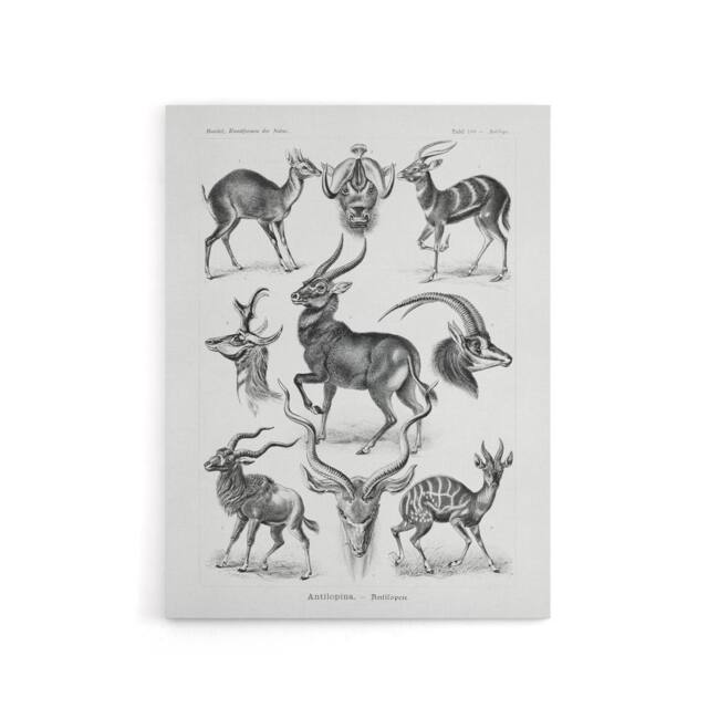 "Artery8 Antelope Savanna Africa Haeckel Botanical Canvas Wall Art in White - Size: W18"" x H24""" - image 1