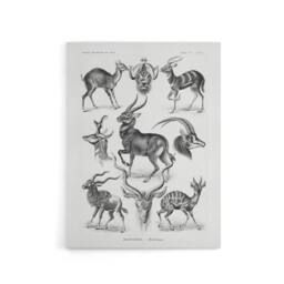 "Artery8 Antelope Savanna Africa Haeckel Botanical Canvas Wall Art in White - Size: W18"" x H24""" - thumbnail 1