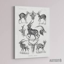 "Artery8 Antelope Savanna Africa Haeckel Botanical Canvas Wall Art in White - Size: W18"" x H24""" - thumbnail 2