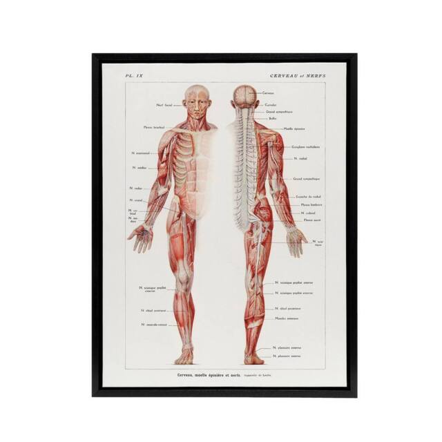 "Artery8 Human Nervous System Boissiere Vintage Black Framed Canvas Wall Art in White - Size: W12"" x H16""" - image 1