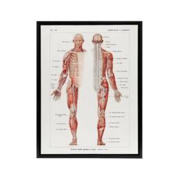 "Artery8 Human Nervous System Boissiere Vintage Black Framed Canvas Wall Art in White - Size: W12"" x H16""" - thumbnail 1