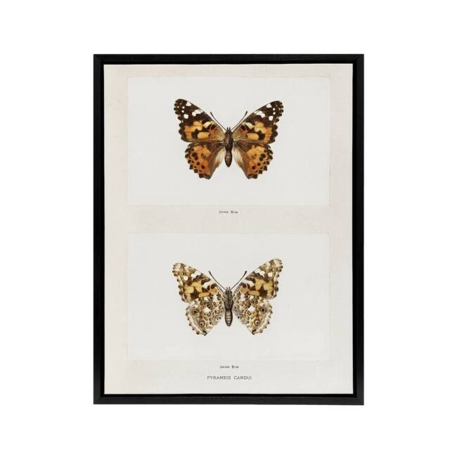 "Artery8 Painted Lady Butterfly Vintage Artwork Denton Framed Canvas Wall Art in White - Size: W12"" x H16""" - image 1