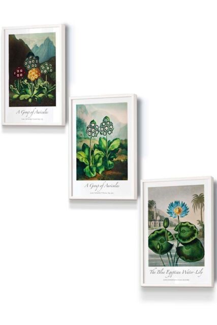 ARTZE Vintage Auricula & Lily Flowers Floral Framed Wall Art - Small in White - Size: W33 cm x H45 cm x D20mm - image 1