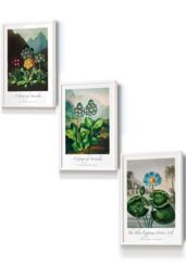 ARTZE Vintage Auricula & Lily Flowers Floral Framed Wall Art - Small in White - Size: W33 cm x H45 cm x D20mm - thumbnail 1