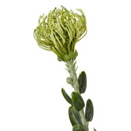 Sostter Green Pincushion Protea Faux Flower Stem - thumbnail 3