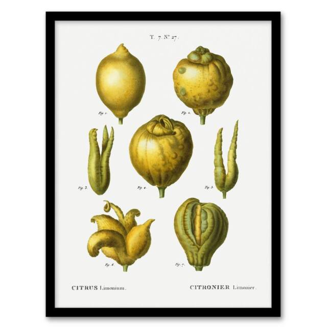 Artery8 Lemon Citrus Fruit Illustration Redoute Vintage Framed Wall Art Print in White - Size: A4 - image 1