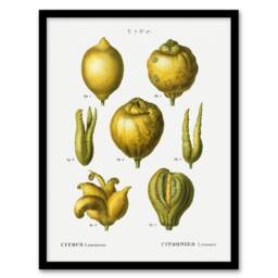 Artery8 Lemon Citrus Fruit Illustration Redoute Vintage Framed Wall Art Print in White - Size: A4 - thumbnail 1